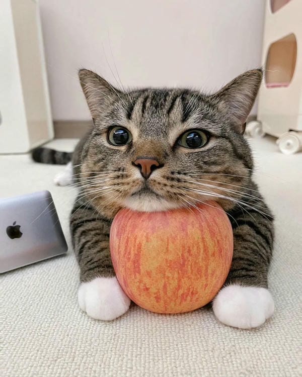 ảnh cute mèo 12