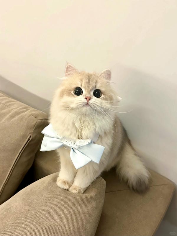 ảnh cute mèo 13