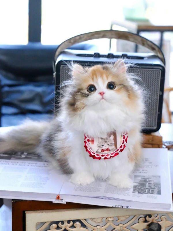 ảnh cute mèo 14