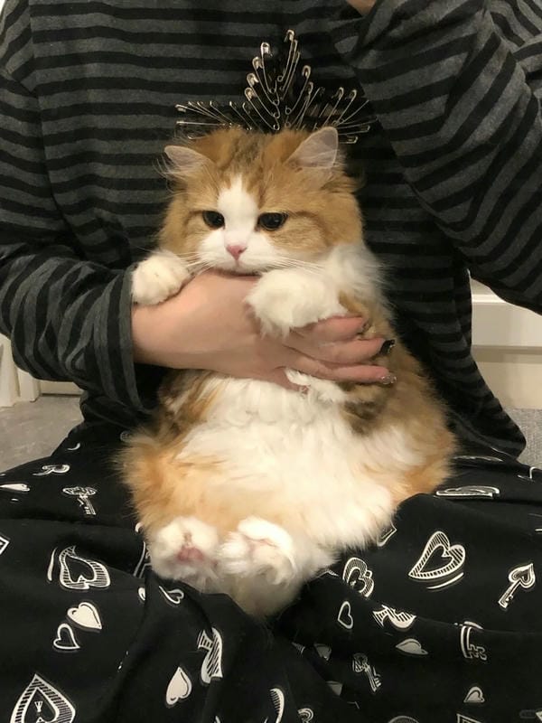 ảnh cute mèo 15