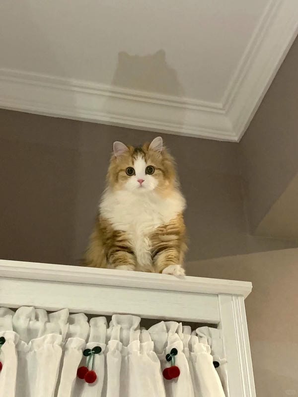 ảnh cute mèo 16
