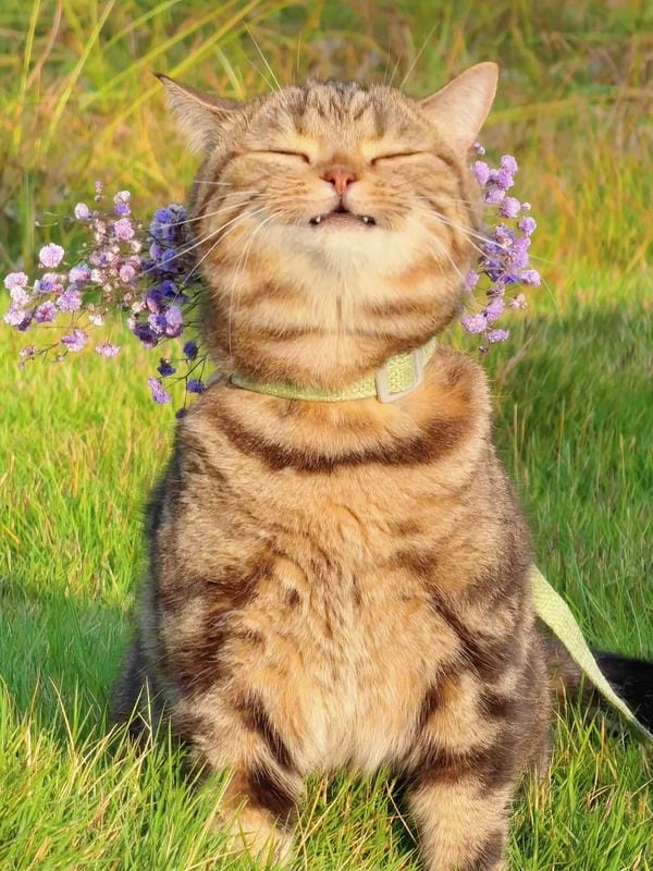 ảnh cute mèo 2