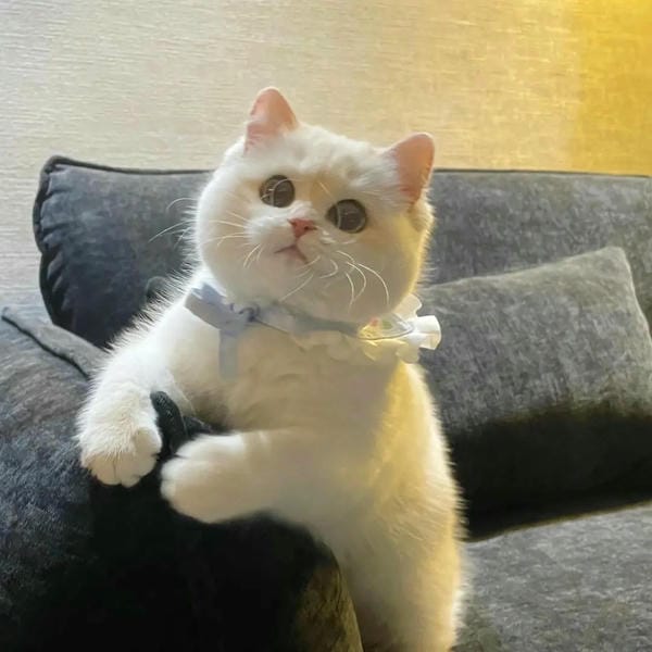 ảnh cute mèo 21