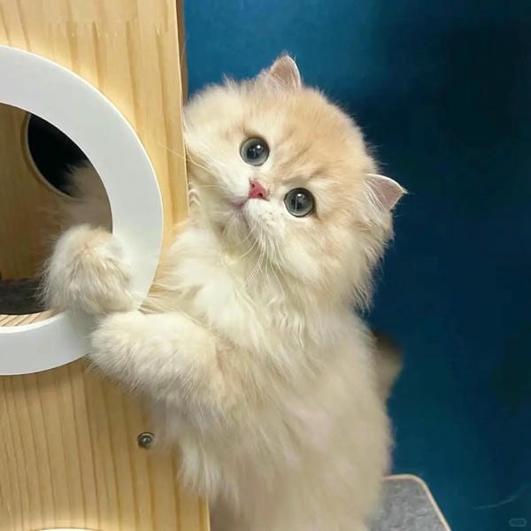 ảnh cute mèo 22