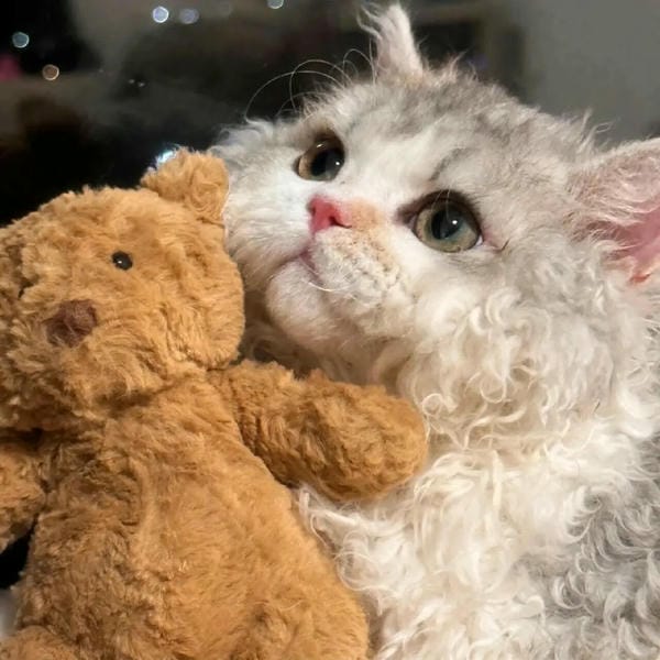 ảnh cute mèo 23