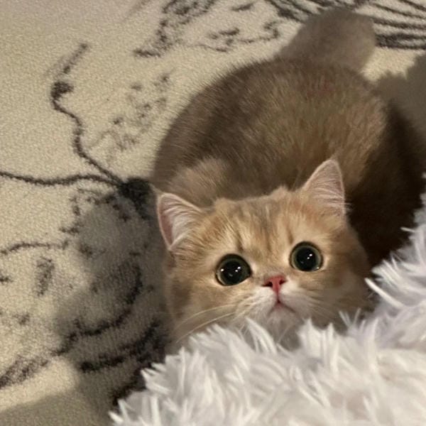 ảnh cute mèo 24