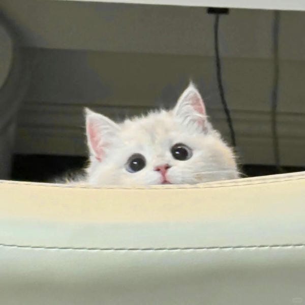ảnh cute mèo 25