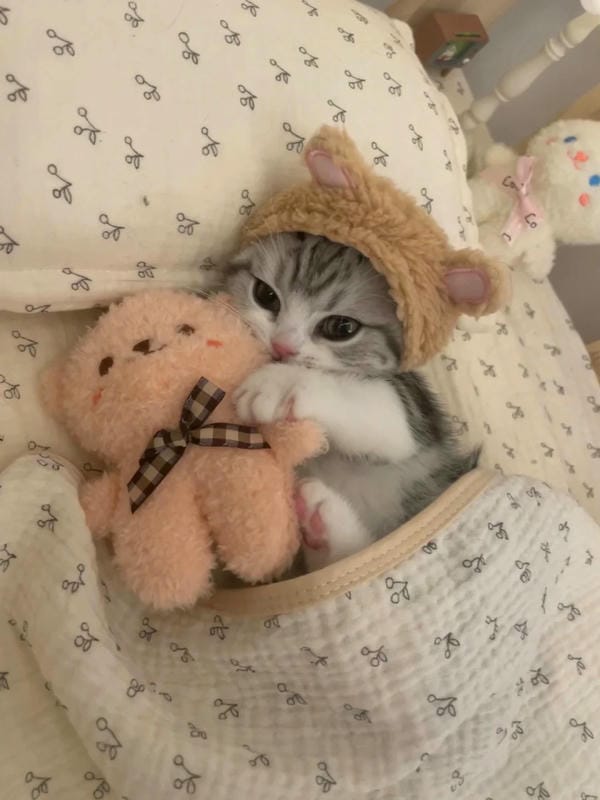 ảnh cute mèo 3