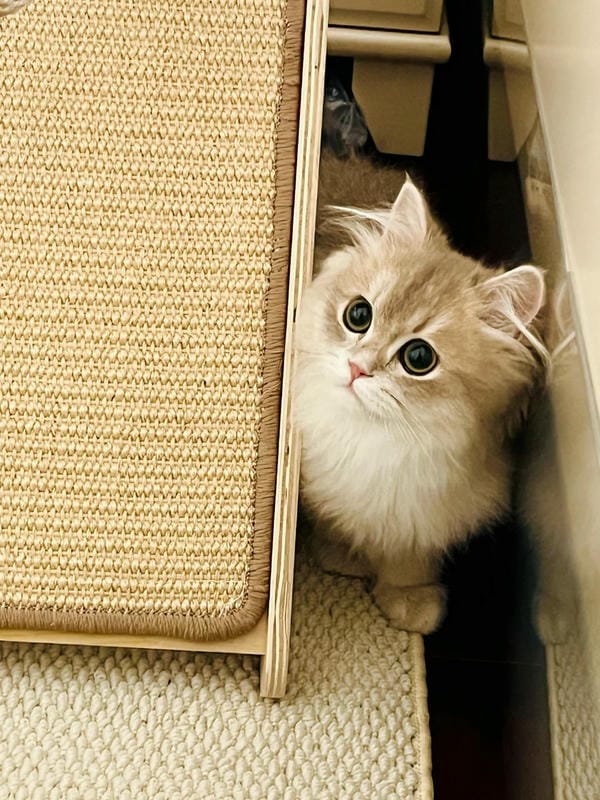 ảnh cute mèo 5