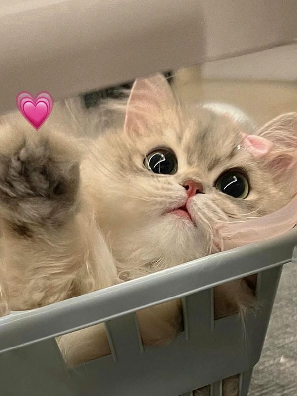 ảnh cute mèo 6