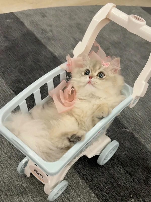 ảnh cute mèo 7
