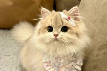 Bộ sưu tập 128+ hình ảnh cute mèo đáng yêu khiến ai cũng mê
