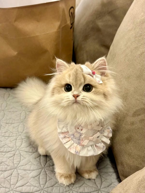 ảnh cute mèo 8
