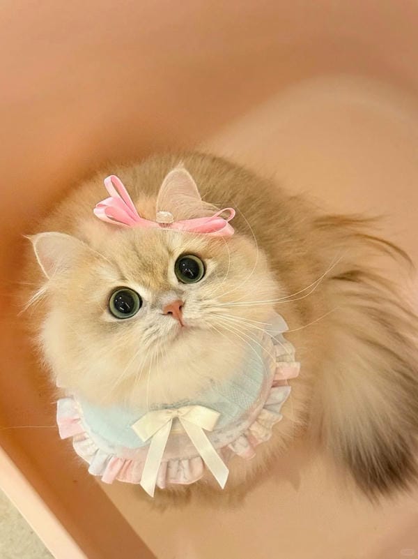 ảnh cute mèo 9