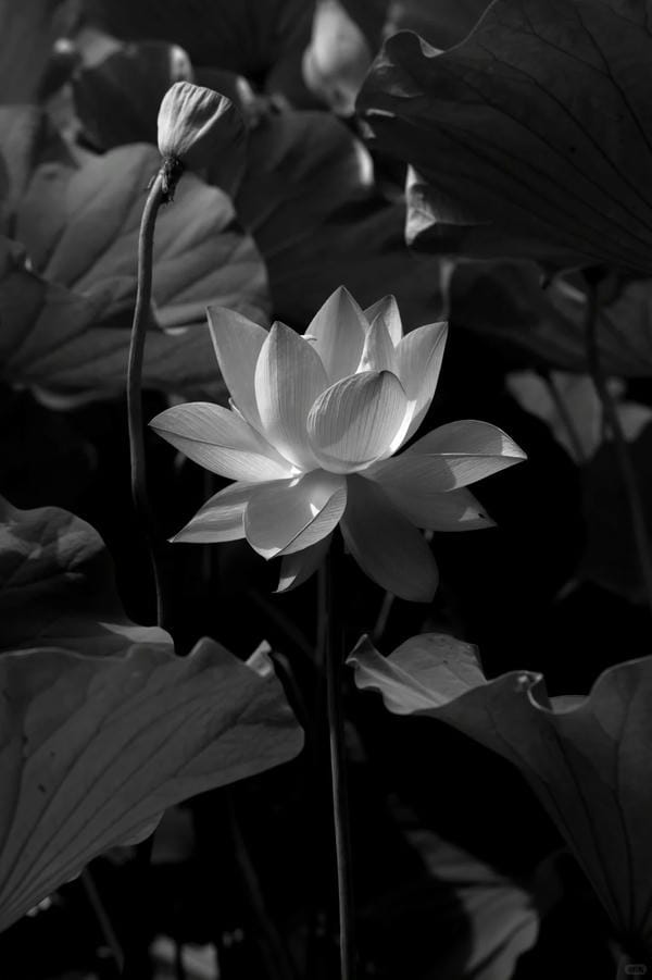 ảnh hoa sen nền đen 15