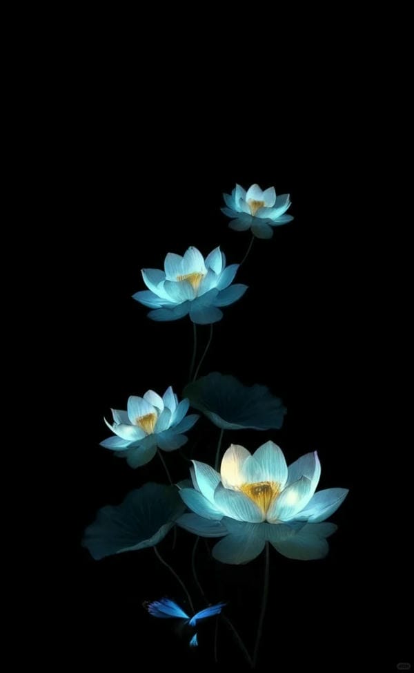 ảnh hoa sen nền đen 20