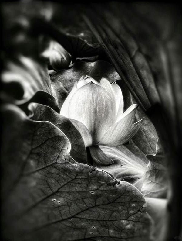 ảnh hoa sen nền đen 21