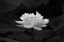 230+ Ảnh hoa sen nền đen đẹp tinh tế cho hình nền, avatar