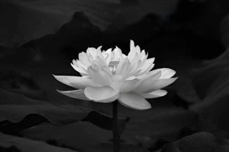 230+ Ảnh hoa sen nền đen đẹp tinh tế cho hình nền, avatar