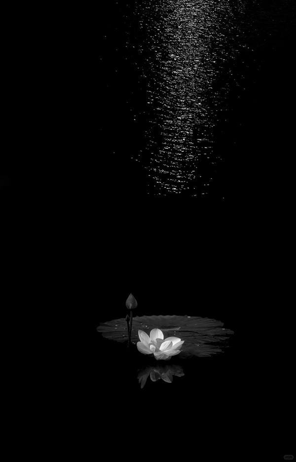ảnh hoa sen nền đen 4