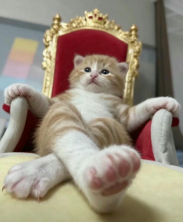 ảnh mèo bựa cute​ 1