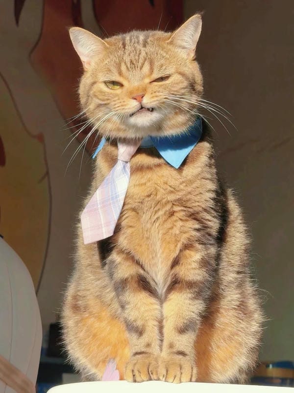 ảnh mèo bựa cute​ 10