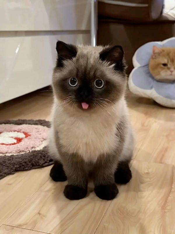 ảnh mèo bựa cute​ 11