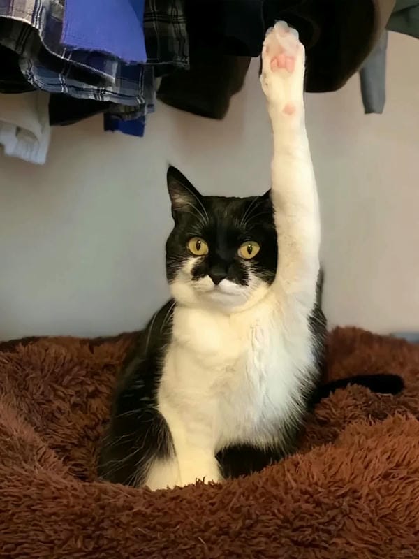 ảnh mèo bựa cute​ 13