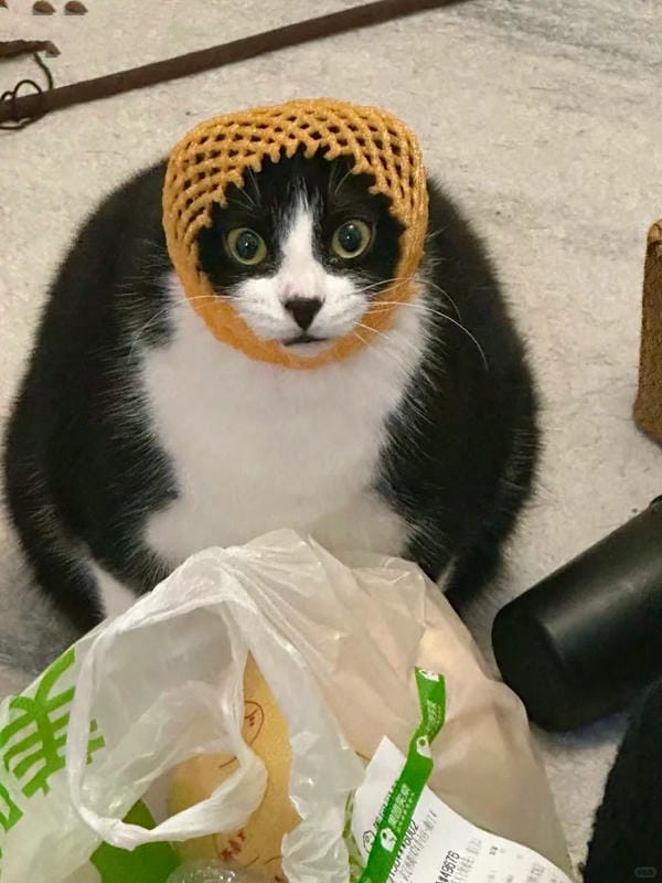 ảnh mèo bựa cute​ 14