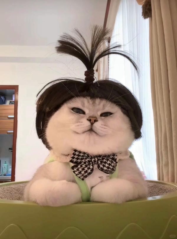 ảnh mèo bựa cute​ 15