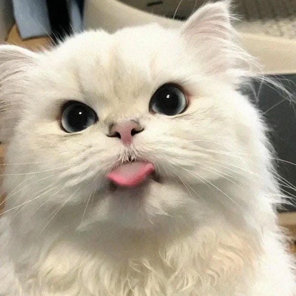 ảnh mèo bựa cute​ 16