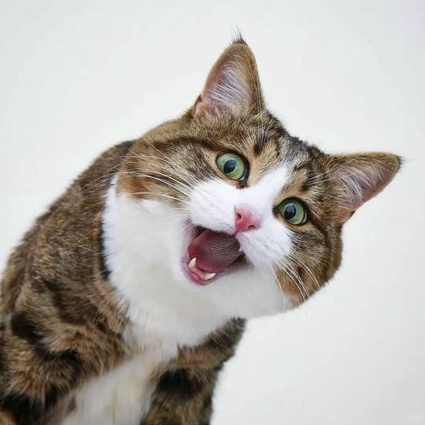 ảnh mèo bựa cute​ 17