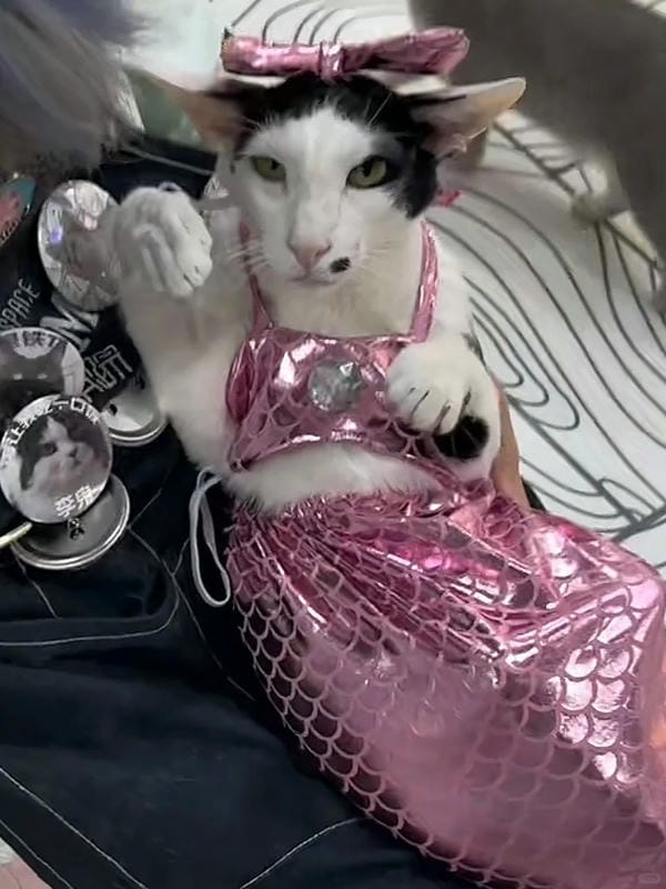 ảnh mèo bựa cute​ 18