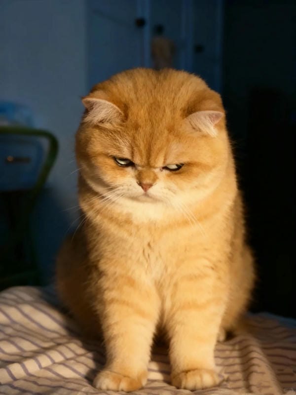 ảnh mèo bựa cute​ 19