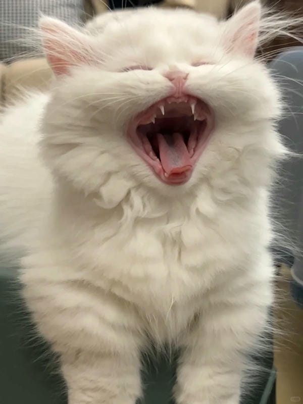 ảnh mèo bựa cute​ 21