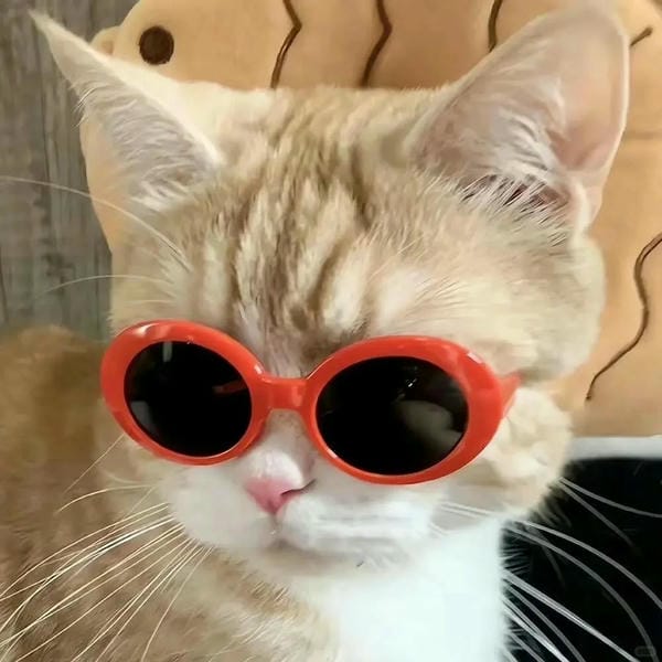 ảnh mèo bựa cute​ 22