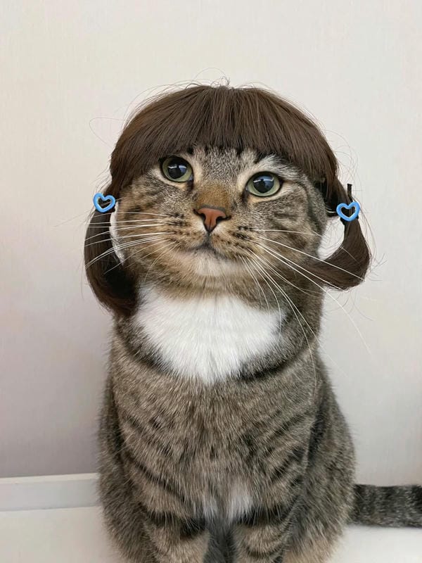 ảnh mèo bựa cute​ 23