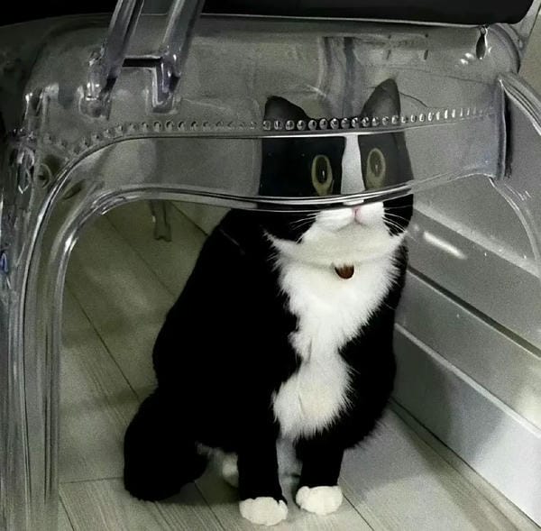 ảnh mèo bựa cute​ 24