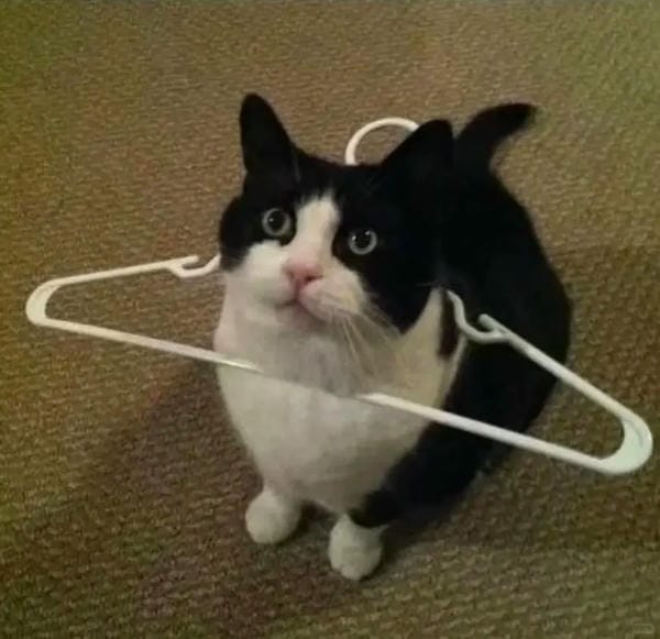 ảnh mèo bựa cute​ 25