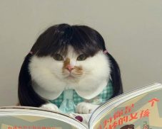 Tổng hợp 99+ ảnh mèo bựa cute biểu cảm lầy lội nhất Internet