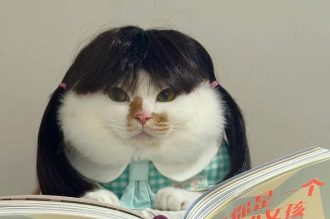 Tổng hợp 99+ ảnh mèo bựa cute biểu cảm lầy lội nhất Internet