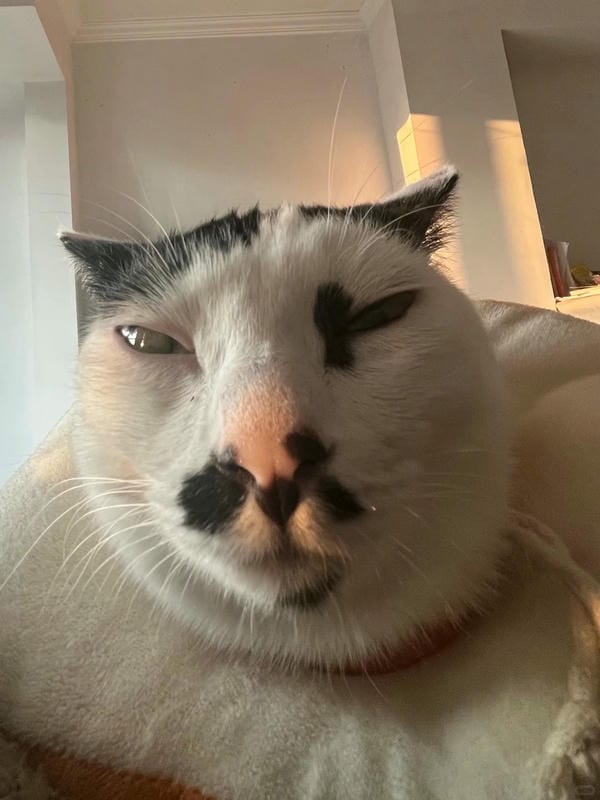 ảnh mèo bựa cute​ 30