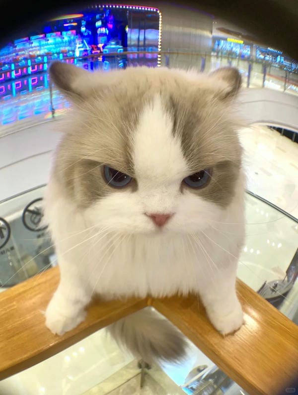 ảnh mèo bựa cute​ 5