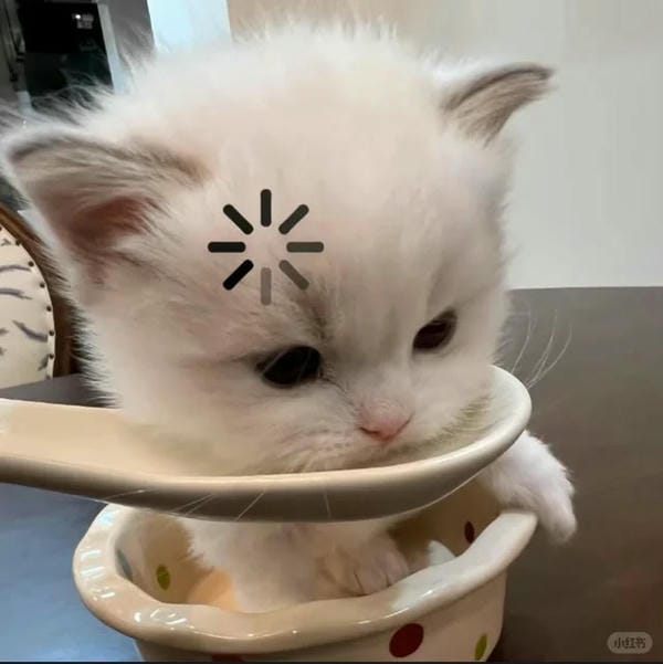 ảnh mèo bựa cute​ 6