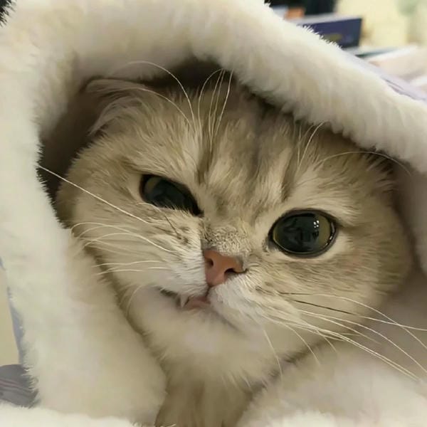 ảnh mèo bựa cute​ 7