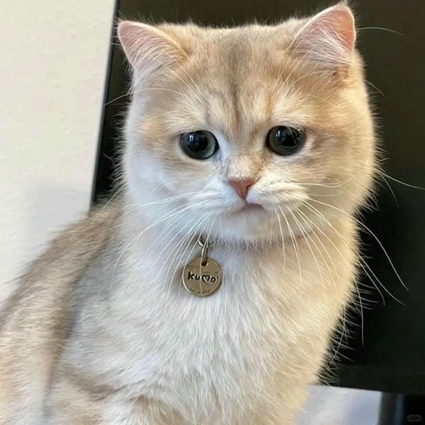 ảnh mèo bựa cute​ 8