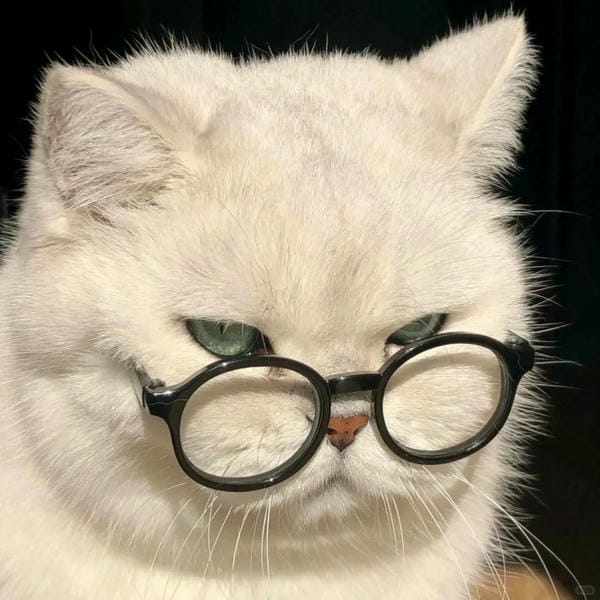 ảnh mèo bựa cute​ 9