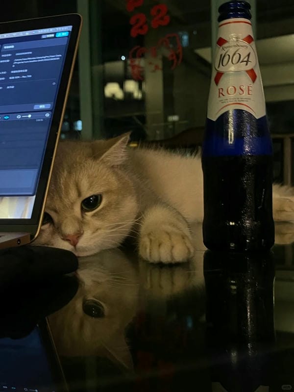 ảnh mèo buồn cute 10