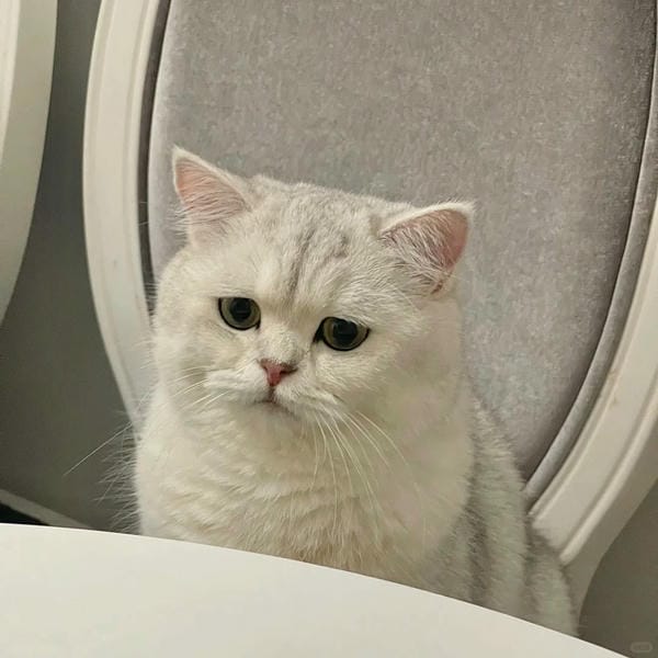 ảnh mèo buồn cute 12