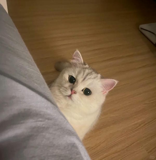 ảnh mèo buồn cute 13